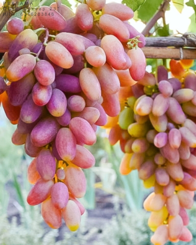 Саженцы наложенным платежом винограда